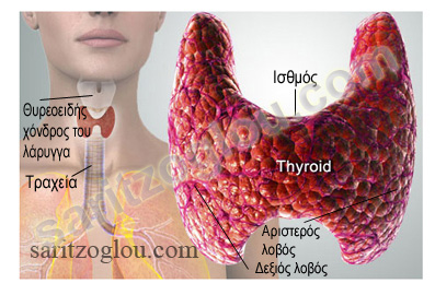 thyroid_photo2