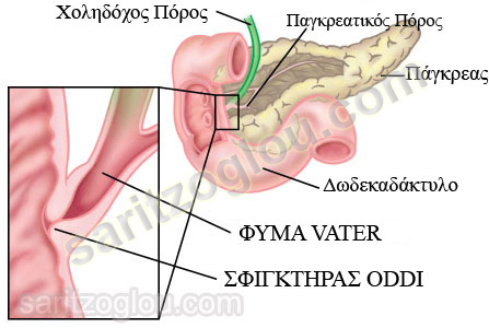 Καρκίνος φύματος Vater