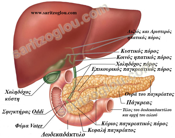 πάγκρεας πάγκρεας
