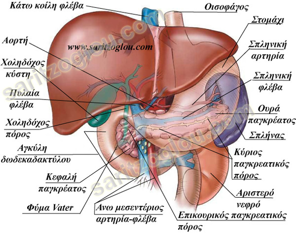 πάγκρεας πάγκρεας